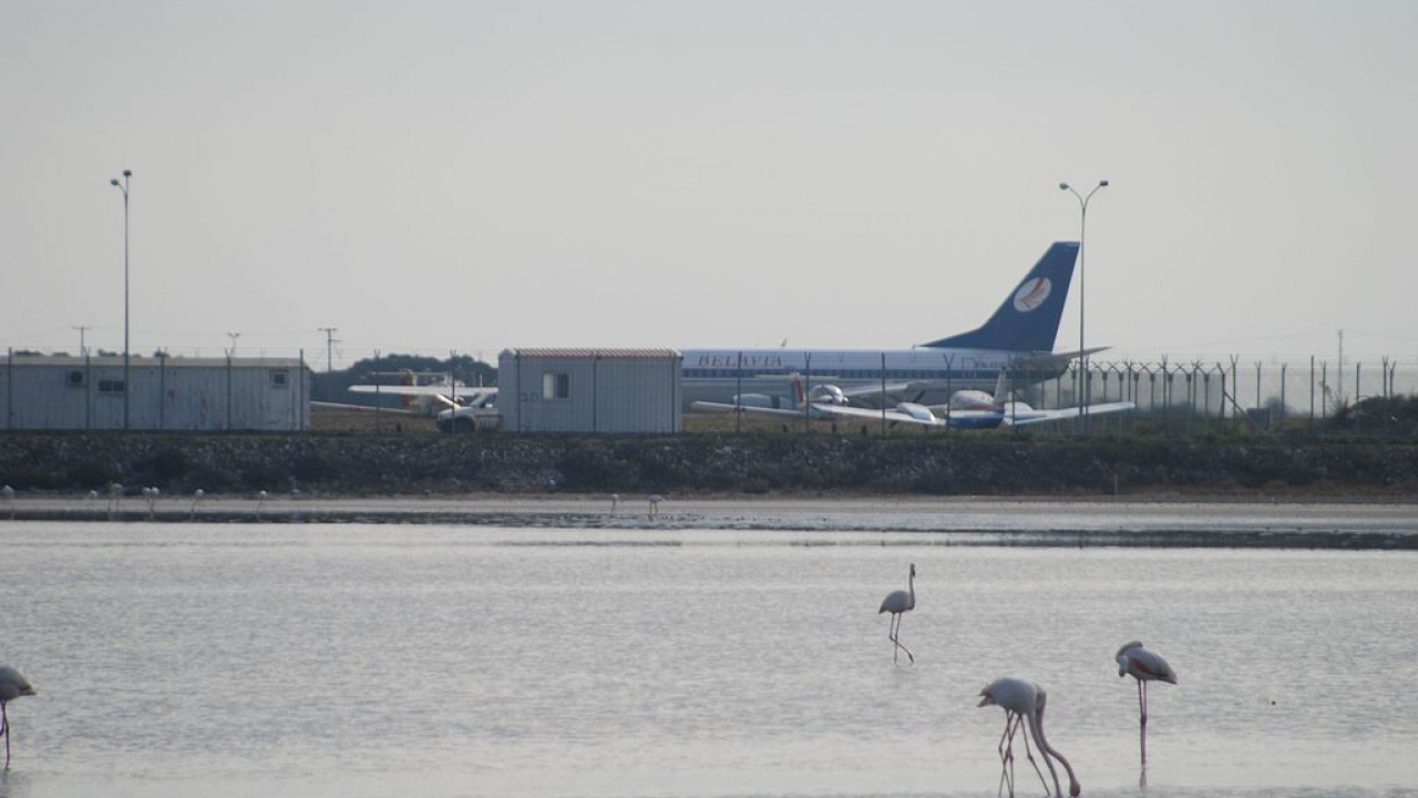 Flamingos at Larnaca Airport